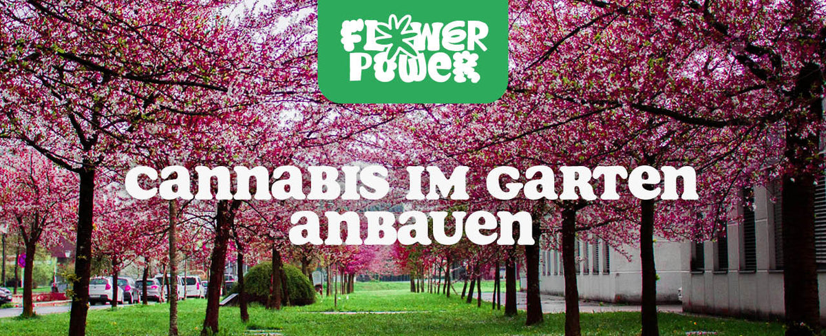 Cannabis