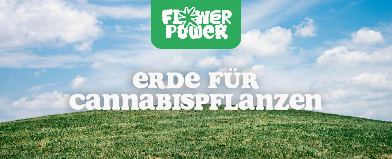 Cannabispflanze