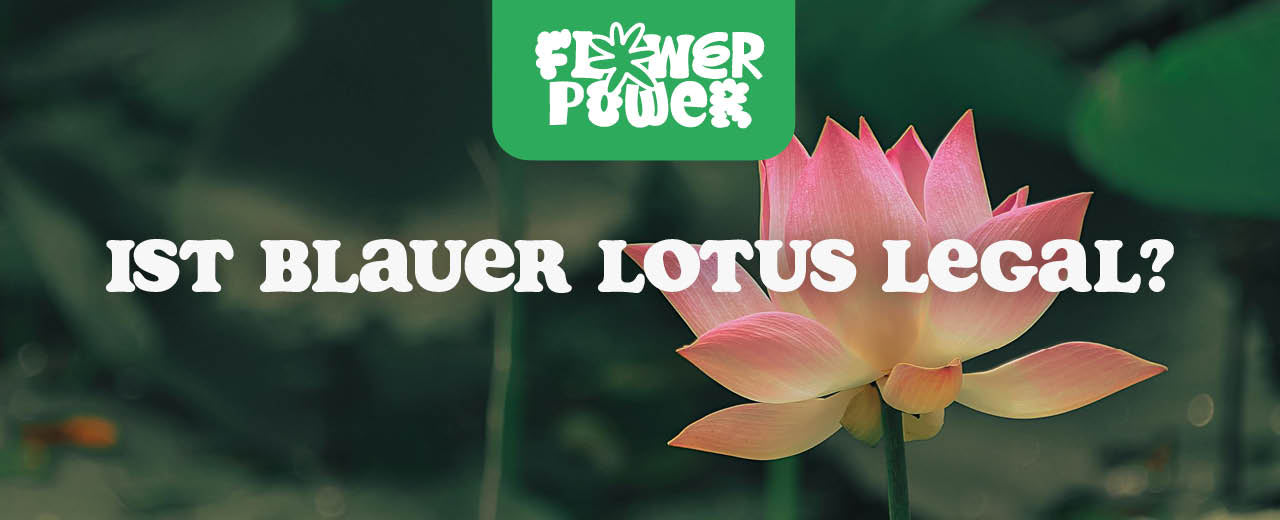 Blauer Lotus