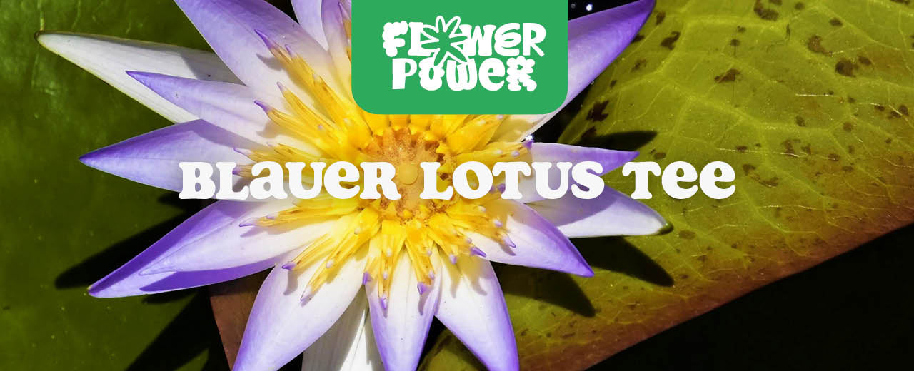 Blauer Lotus Tee: Zubereitung & Dosierung für optimale Wirkung