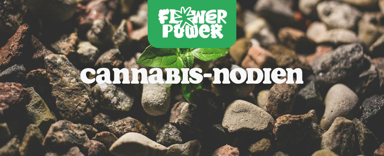 Cannabis-Noodien