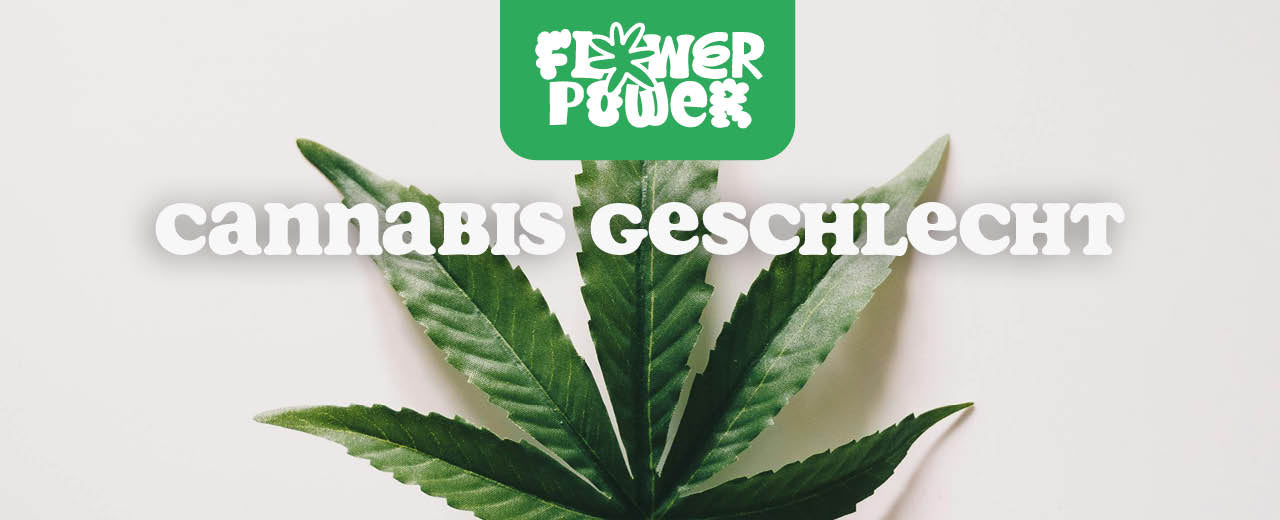 Cannabis-Geschlecht erkennen - Flower Power 
