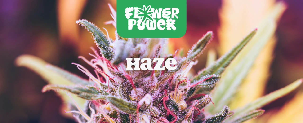 Haze