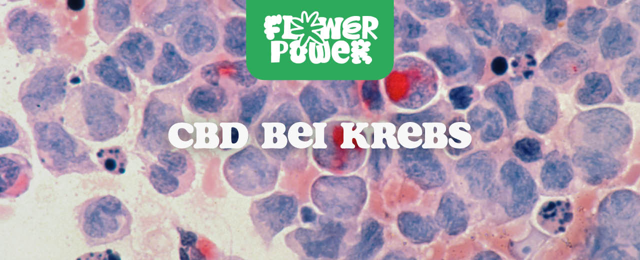 Cannabis Rezept