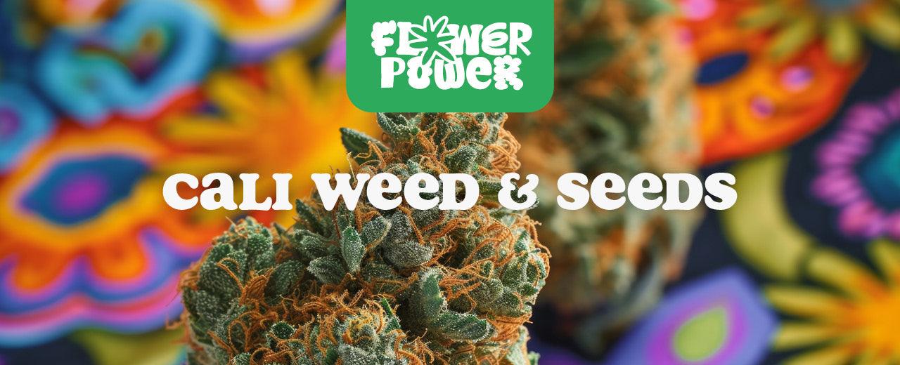 Cali Samen kaufen: Alles, was du vorher wissen solltest - Flower Power 