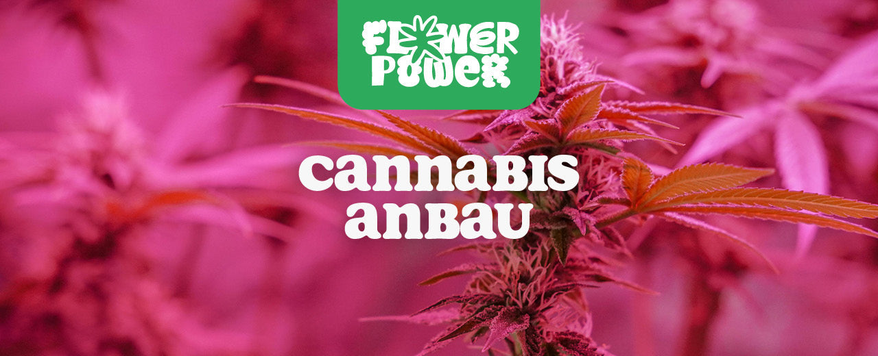 Cannabis Anbau