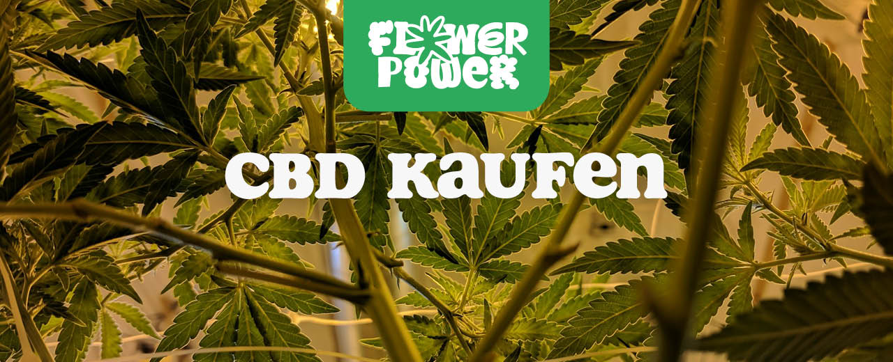 CBD kaufen