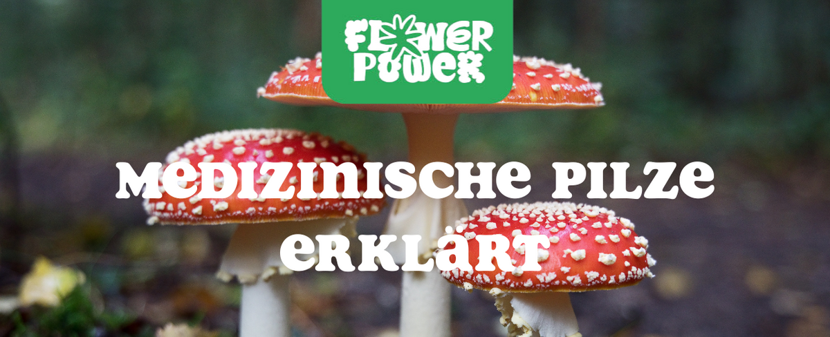 Getrocknete Reishi- und Chaga-Pilze auf Holzbrett – Medizinische Pilze erklärt und ihre Anwendung.