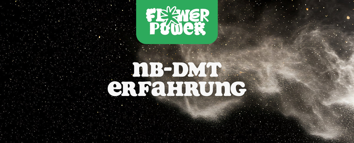 NB DMT Erfahrung