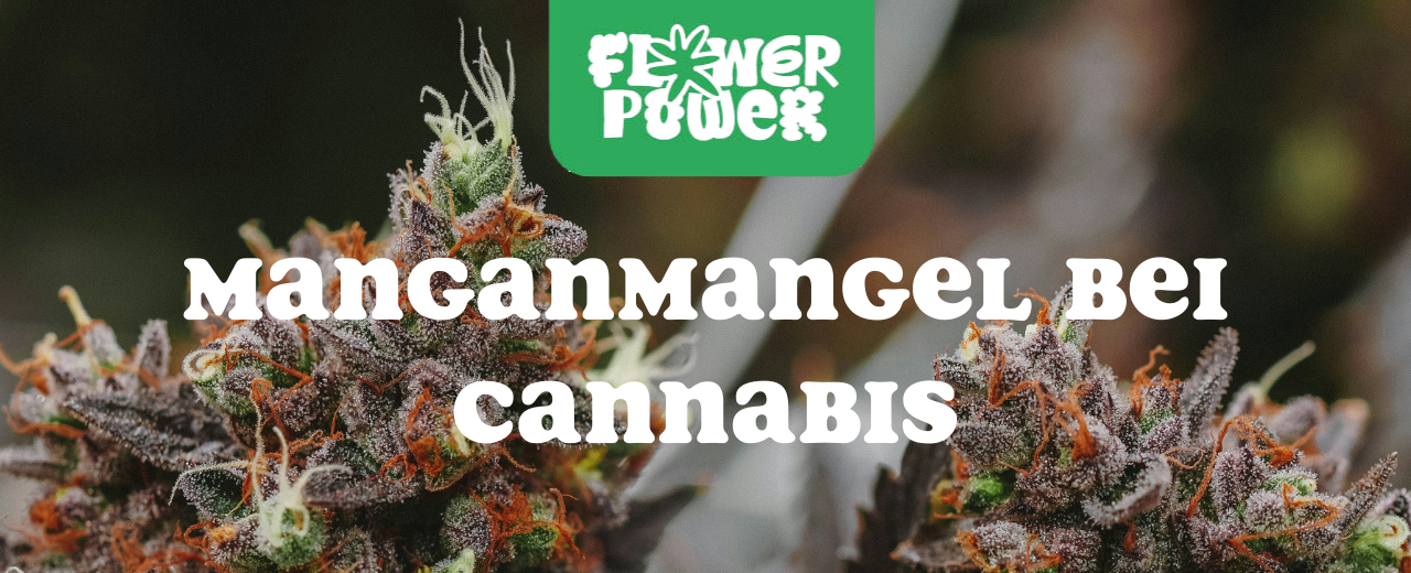 Cannabis Pflanze mit typischen Schädlingsschäden wie Blattflecken, gesprenkelten Oberflächen und Trichomverlust – Beispiel für frühen Befall.