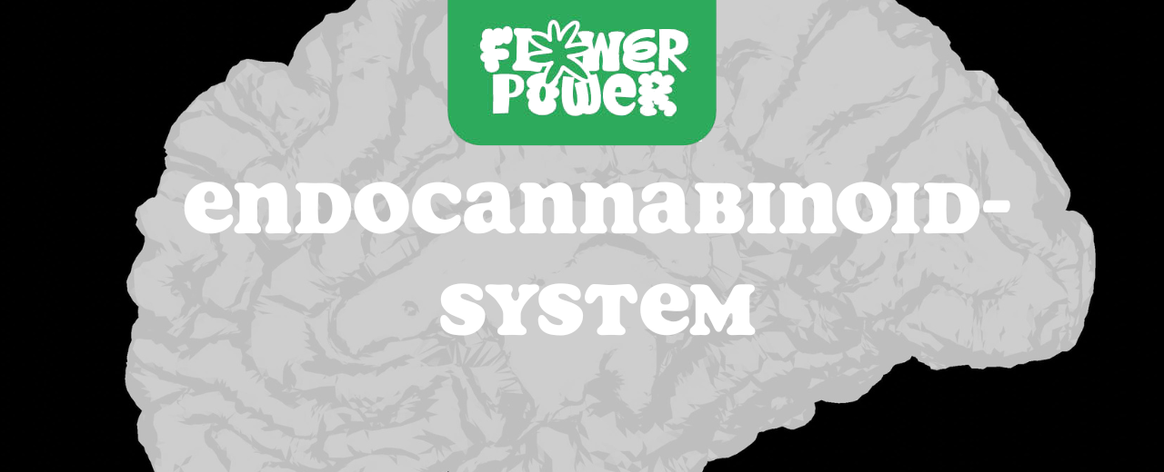 Wissenschaftliche Illustration neuronaler Signalwege – Endocannabinoid-System erklärt und Bedeutung für Gesundheit und Stimmung.