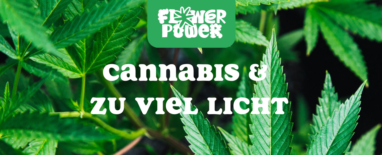 Cannabis Pflanze mit typischen Schädlingsschäden wie Blattflecken, gesprenkelten Oberflächen und Trichomverlust – Beispiel für frühen Befall.
