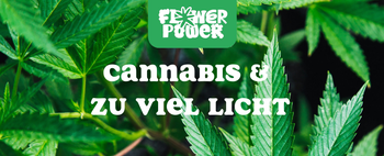 Cannabis Pflanze mit typischen Schädlingsschäden wie Blattflecken, gesprenkelten Oberflächen und Trichomverlust – Beispiel für frühen Befall.