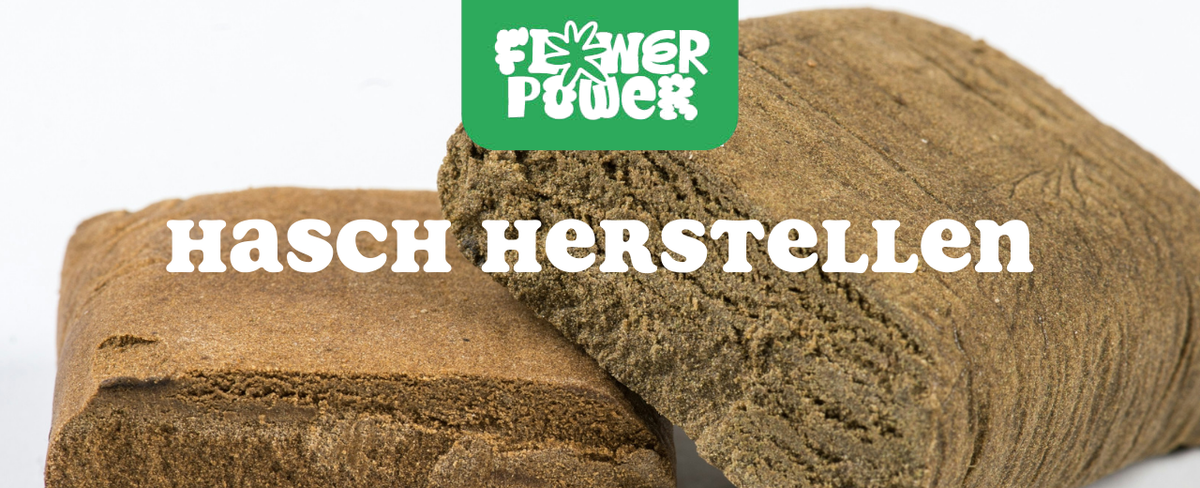 Mikroskopaufnahme einer Breitmilbe auf Cannabispflanze – Cannabis und Breitmilben als unsichtbare Schädlinge im Grow