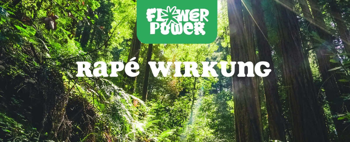 Illustration eines meditativen Gesichts mit geöffnetem Dritten Auge – Rapé Wirkung auf Bewusstsein und Klarheit.