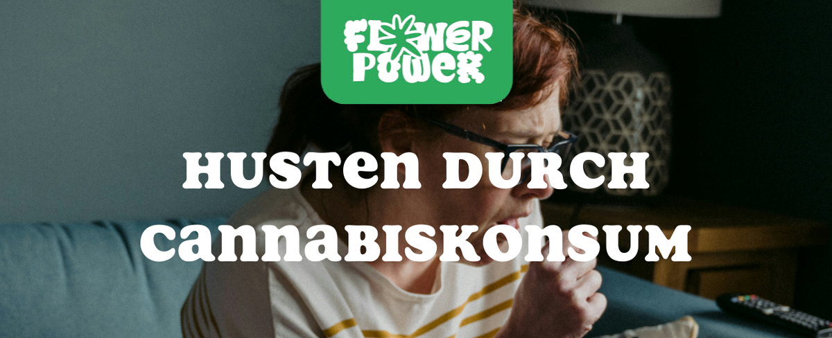 Cannabis Pflanze mit typischen Schädlingsschäden wie Blattflecken, gesprenkelten Oberflächen und Trichomverlust – Beispiel für frühen Befall.