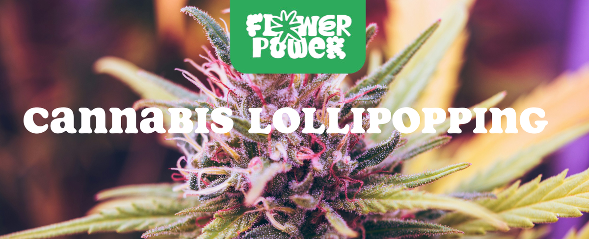 Cannabis im Karton trocknen – Anleitung und Aufbau der Trocknungsbox