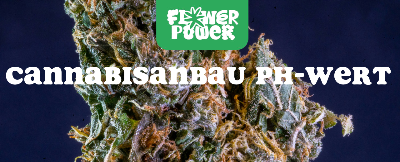 Cannabis im Karton trocknen – Anleitung und Aufbau der Trocknungsbox