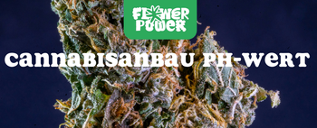 Cannabis im Karton trocknen – Anleitung und Aufbau der Trocknungsbox