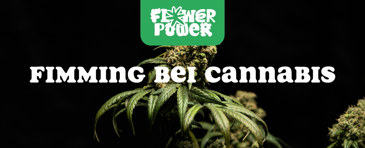 Cannabis Pflanze mit typischen Schädlingsschäden wie Blattflecken, gesprenkelten Oberflächen und Trichomverlust – Beispiel für frühen Befall.