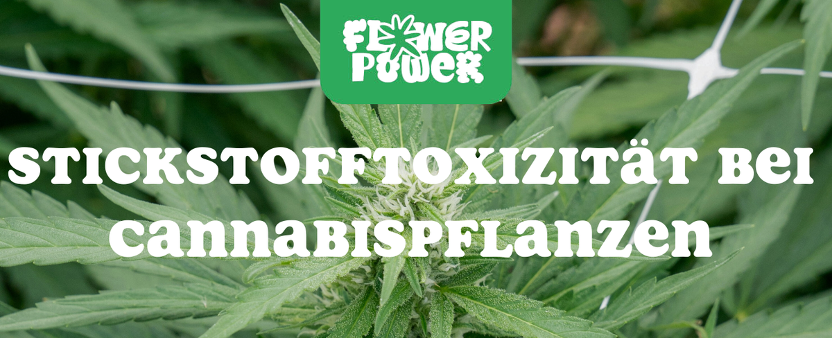 Mikroskopaufnahme einer Breitmilbe auf Cannabispflanze – Cannabis und Breitmilben als unsichtbare Schädlinge im Grow