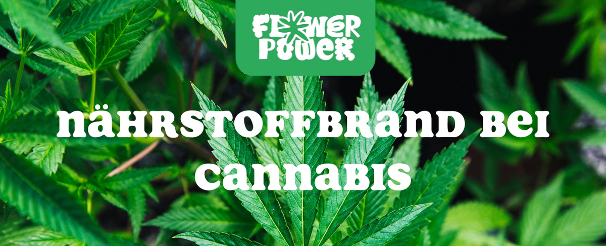 Cannabis Pflanze mit typischen Schädlingsschäden wie Blattflecken, gesprenkelten Oberflächen und Trichomverlust – Beispiel für frühen Befall.