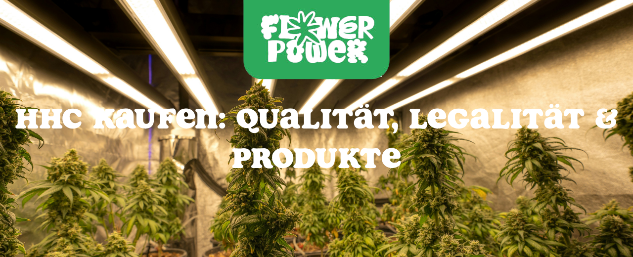 Cannabis Pflanze Nahaufnahme beim Anbau – OG Kush Grow-Tipps
