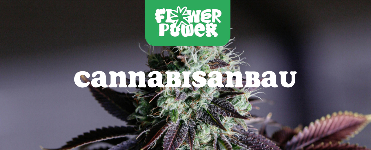 Mikroskopaufnahme einer Breitmilbe auf Cannabispflanze – Cannabis und Breitmilben als unsichtbare Schädlinge im Grow