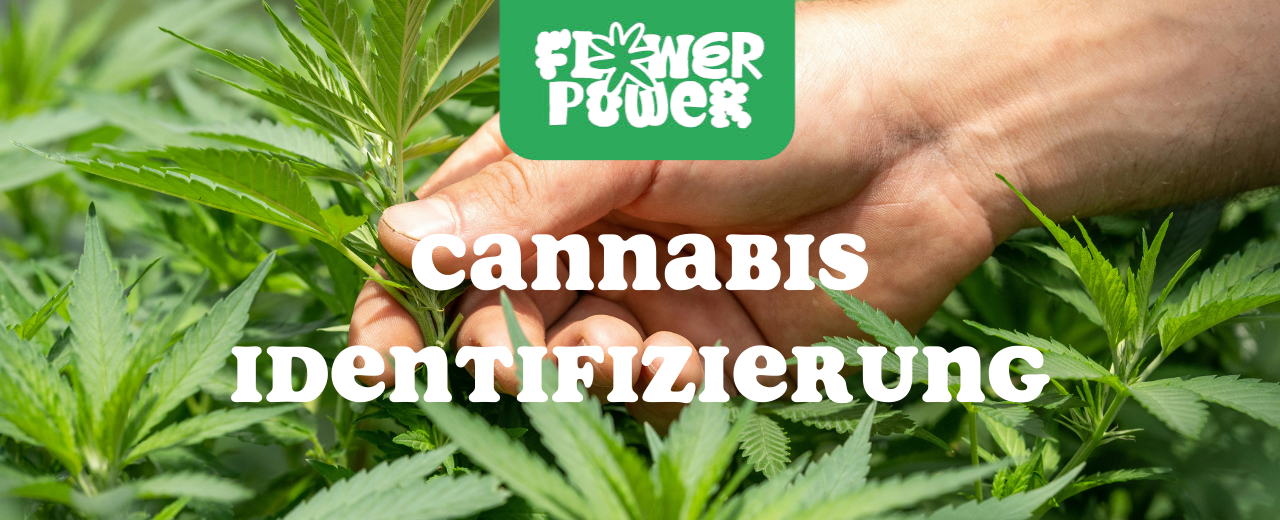 Cannabis Pflanze mit typischen Schädlingsschäden wie Blattflecken, gesprenkelten Oberflächen und Trichomverlust – Beispiel für frühen Befall.