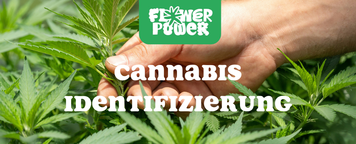 Cannabis Pflanze mit typischen Schädlingsschäden wie Blattflecken, gesprenkelten Oberflächen und Trichomverlust – Beispiel für frühen Befall.