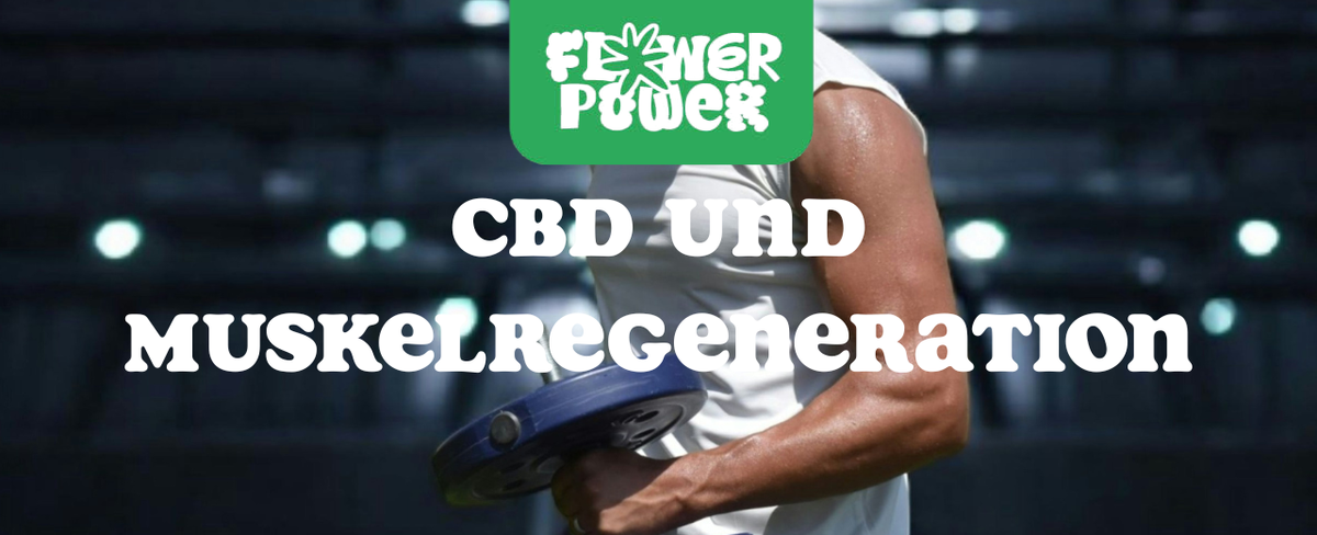 Sportler massiert Beinmuskulatur mit CBD-Öl – CBD und Muskelregeneration nach dem Training.