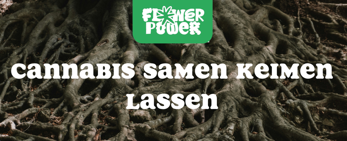 Cannabis im Karton trocknen – Anleitung und Aufbau der Trocknungsbox