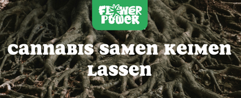 Cannabis im Karton trocknen – Anleitung und Aufbau der Trocknungsbox