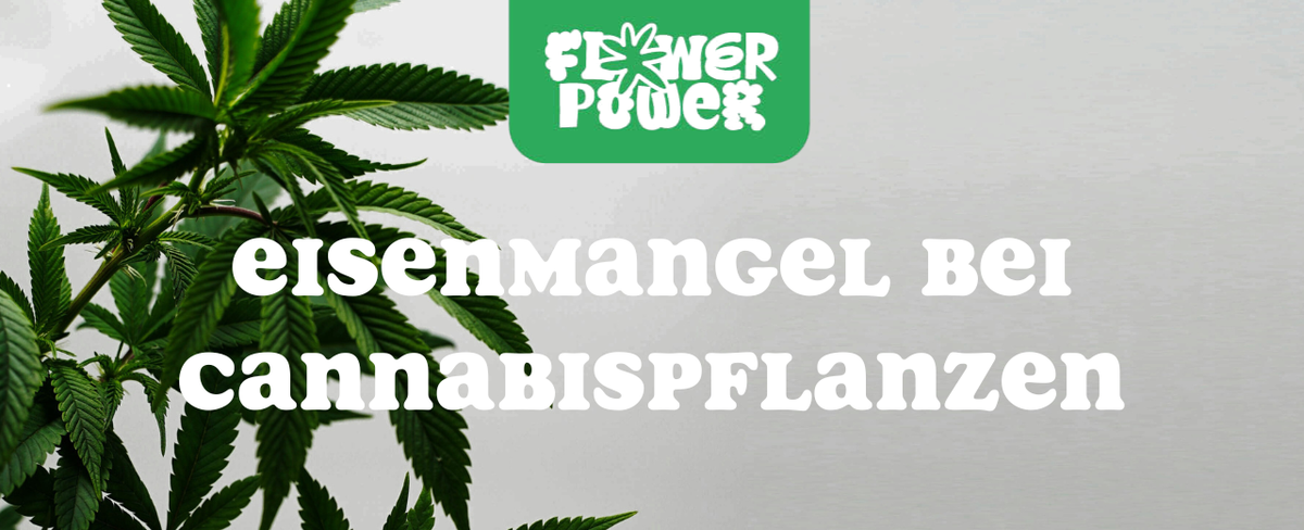 Cannabis Pflanze mit typischen Schädlingsschäden wie Blattflecken, gesprenkelten Oberflächen und Trichomverlust – Beispiel für frühen Befall.