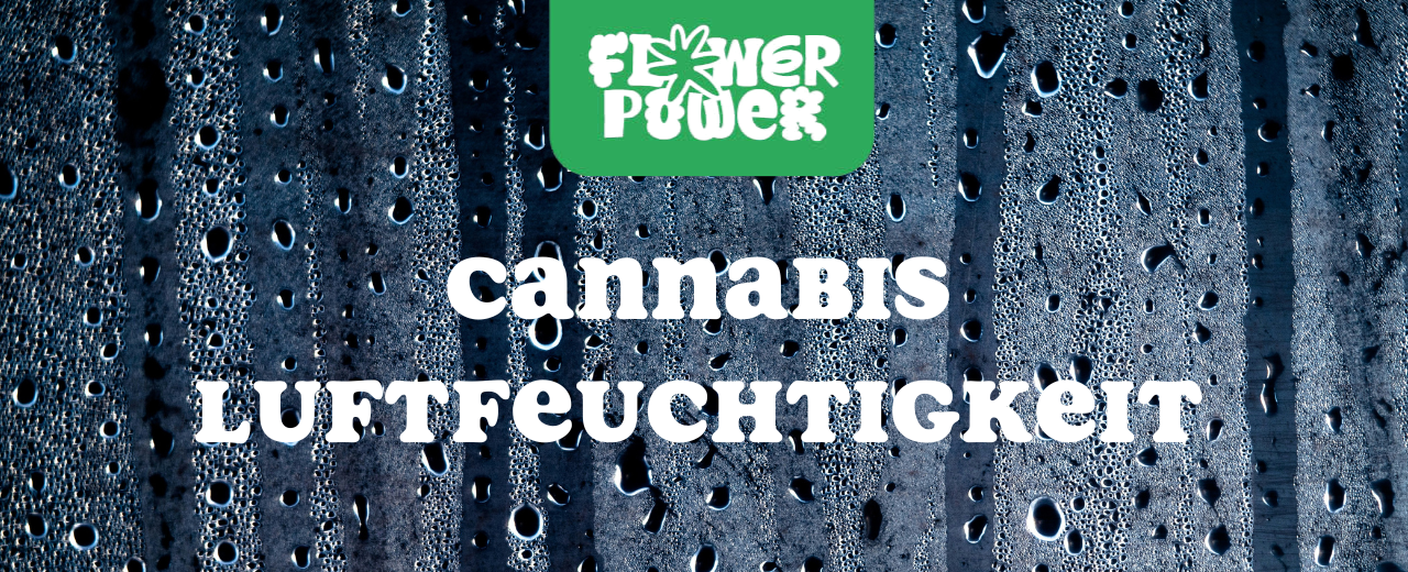 Cannabis im Karton trocknen – Anleitung und Aufbau der Trocknungsbox