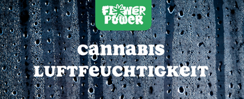 Cannabis im Karton trocknen – Anleitung und Aufbau der Trocknungsbox