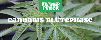 Nahaufnahme einer blühenden Cannabispflanze mit sichtbaren Trichomen – Cannabis Blütephase und Cannabinoidbildung erklärt.