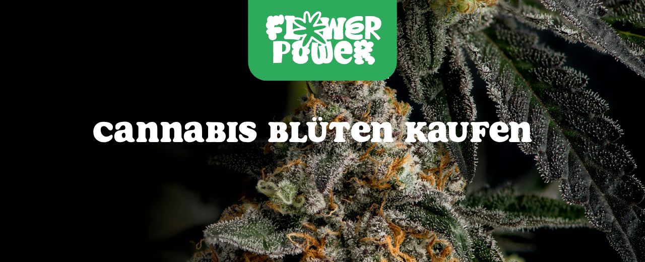 Cannabis Pflanze Nahaufnahme beim Anbau – OG Kush Grow-Tipps