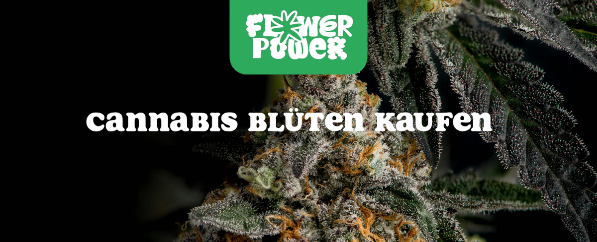 Cannabis Pflanze Nahaufnahme beim Anbau – OG Kush Grow-Tipps