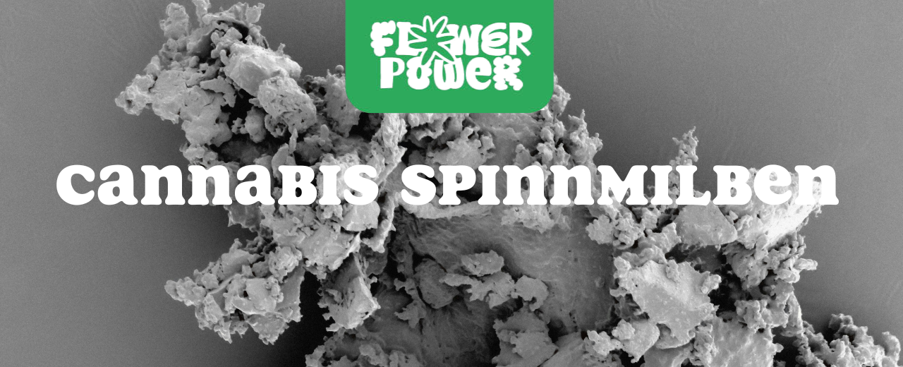 Cannabis Pflanze mit typischen Schädlingsschäden wie Blattflecken, gesprenkelten Oberflächen und Trichomverlust – Beispiel für frühen Befall.