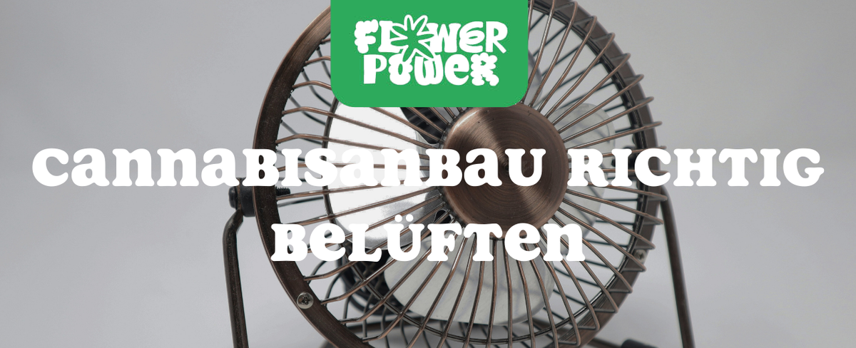 Mikroskopaufnahme einer Breitmilbe auf Cannabispflanze – Cannabis und Breitmilben als unsichtbare Schädlinge im Grow