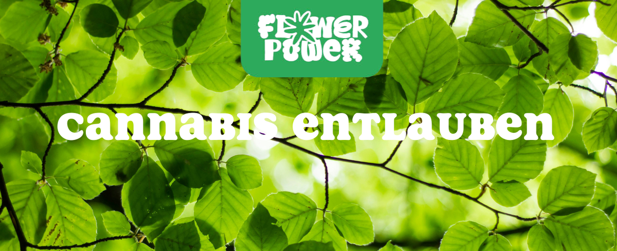 Grower entfernt Blätter von Cannabispflanze – Cannabis entlauben für besseres Licht und höhere Erträge