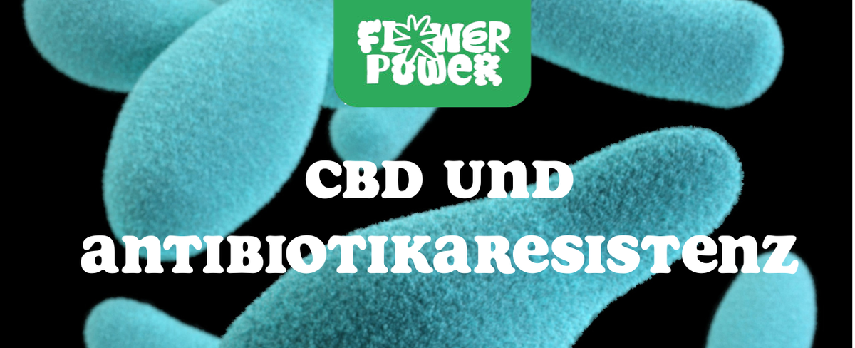 Laboraufnahme mit Petrischalen und Hanfblatt – CBD und Antibiotikaresistenz in der modernen Forschung