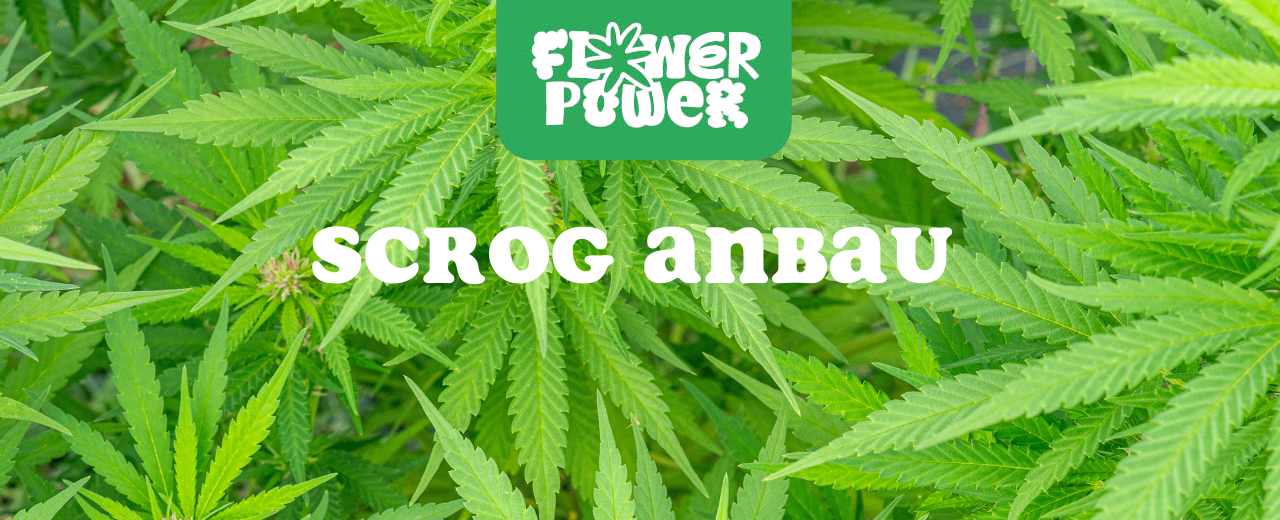 Cannabis im Karton trocknen – Anleitung und Aufbau der Trocknungsbox