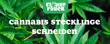 Mikroskopaufnahme einer Breitmilbe auf Cannabispflanze – Cannabis und Breitmilben als unsichtbare Schädlinge im Grow