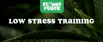 Cannabis Pflanze mit typischen Schädlingsschäden wie Blattflecken, gesprenkelten Oberflächen und Trichomverlust – Beispiel für frühen Befall.