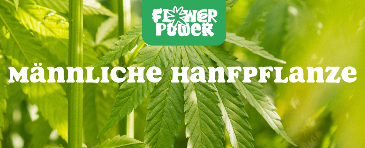 Cannabis Pflanze mit typischen Schädlingsschäden wie Blattflecken, gesprenkelten Oberflächen und Trichomverlust – Beispiel für frühen Befall.