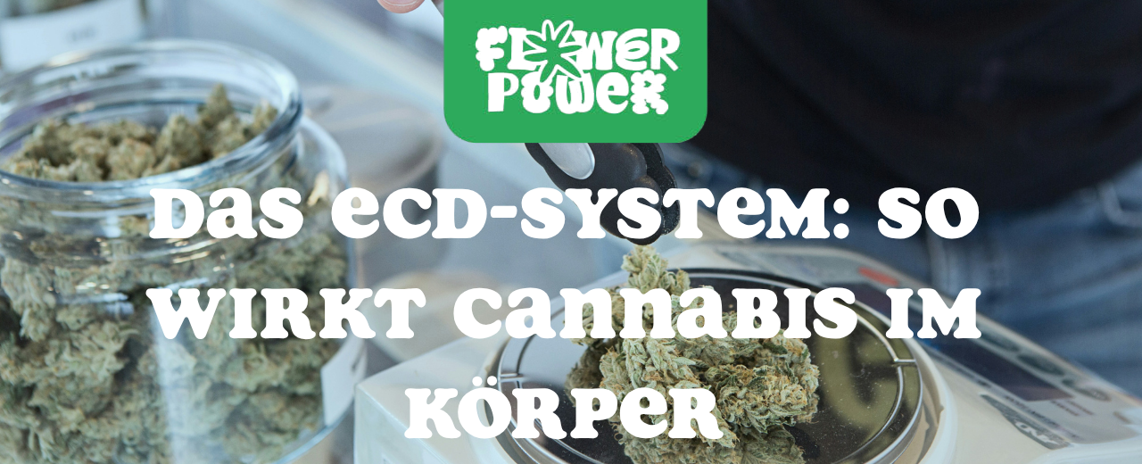 Das Endocannabinoid-System: So wirkt Cannabis im Körper