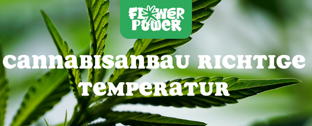 Mikroskopaufnahme einer Breitmilbe auf Cannabispflanze – Cannabis und Breitmilben als unsichtbare Schädlinge im Grow