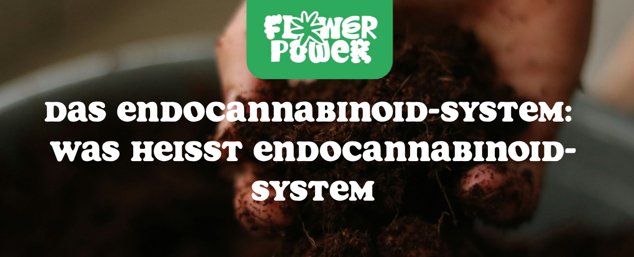 Das Endocannabinoid-System
